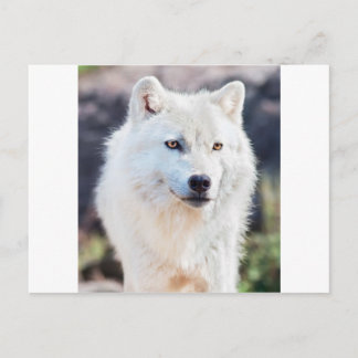 WHITE WOLF POSTCARD
