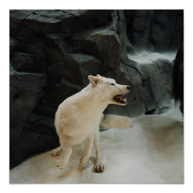 White Wolf Poster (Front)