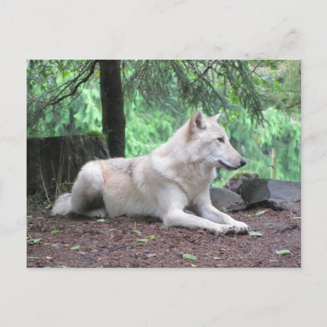 White Wolf Resting Postcard (Front)