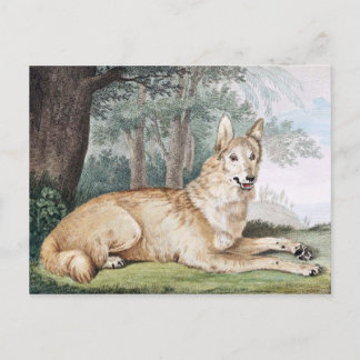 White Wolf Vintage Art Postcard