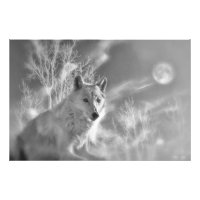 WHITE WOLF WHITE FOREST