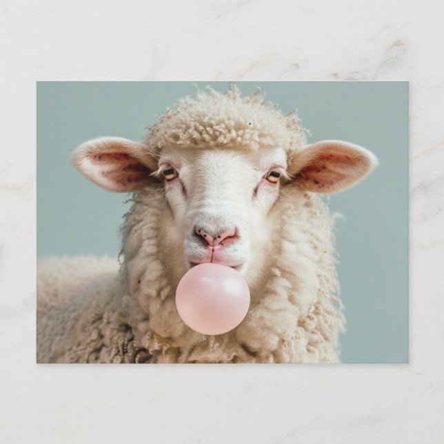 White Wooly Sheep Blowing Pink Bubble Gum Bubble Postcard (Front)