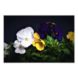 White Yellow and Purple Pansies Photo Print