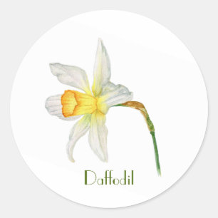 White yellow daffodil botanical watercolor Sticker