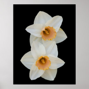 White & Yellow Daffodills Poster