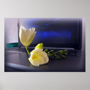 White yellow freesia poster