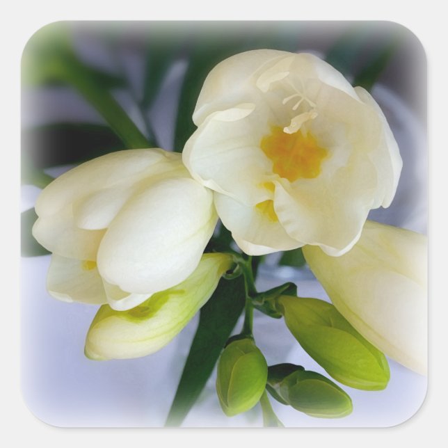 white yellow freesia square sticker (Front)
