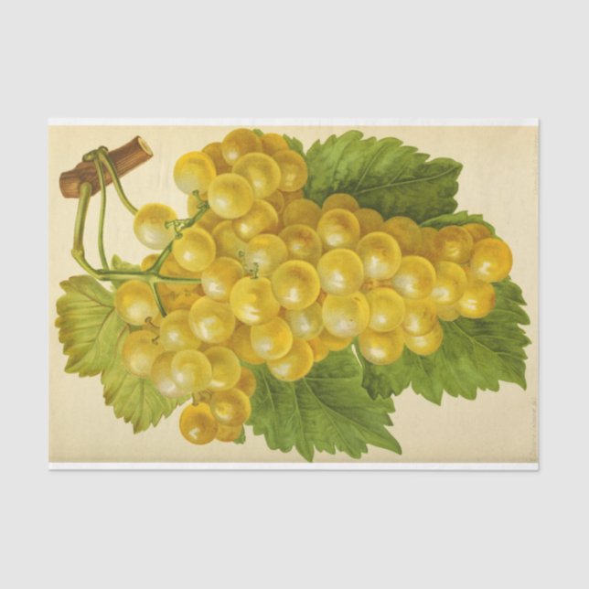 White Yellow Grape Wine Ephemera Decoupage Tissue Paper (Front)