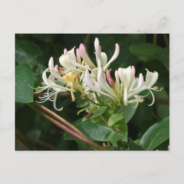 White Yellow Honeysuckle DIY Postcard (Front)