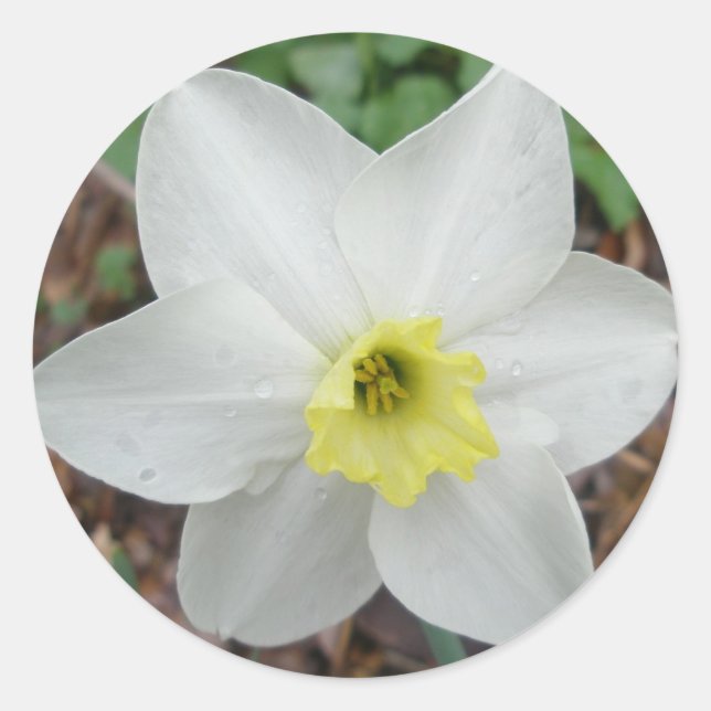 White & Yellow Narcissus Note Card Classic Round Sticker (Front)