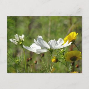 White & Yellow Wild Flowers DIY Postcard