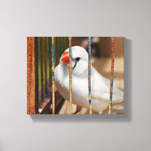 White Zebra Finch Bird in Cage Canvas Print (Front)