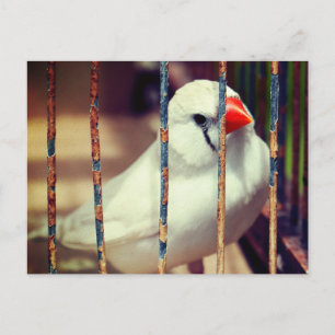 White Zebra Finch Bird in Cage Postcard