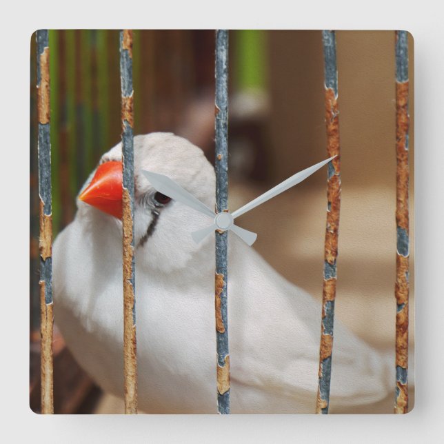 White Zebra Finch Bird in Cage Square Wall Clock (Front)