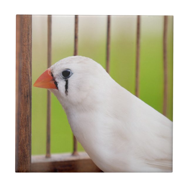 White Zebra Finch Bird in Cage Tile (Front)