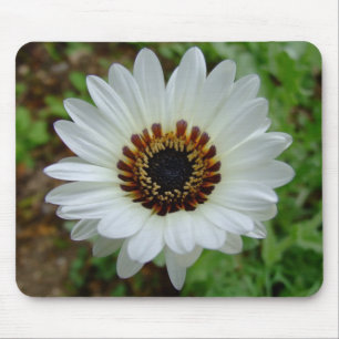 White Zulu prince Daisy Mouse Pad