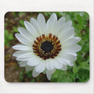 White Zulu prince Daisy Mouse Pad