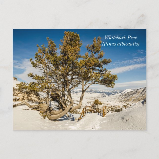 Whitebark pine (Pinus albicaulis) - Yellowstone Postcard (Front)
