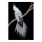 Whitefaced Pearl Pied Cockatiel Poster