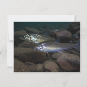 Whitefish Swimming Postcard