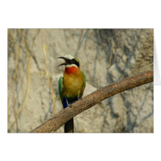 Whitefronted bee-eater       