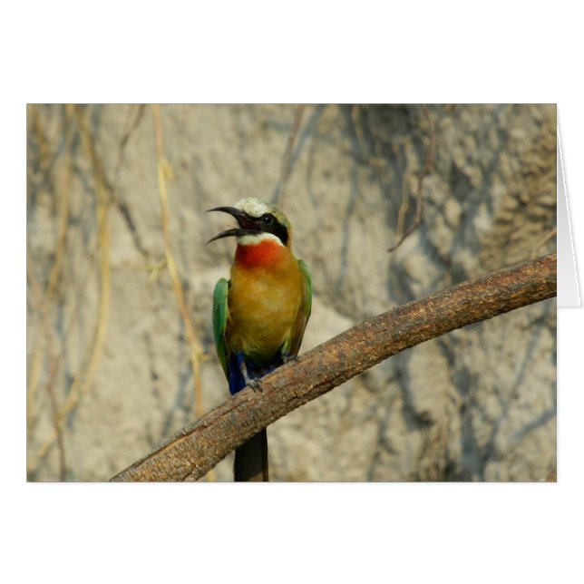 Whitefronted bee-eater        (Front Horizontal)