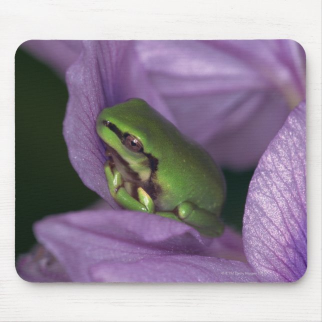 White's tree-frog mouse pad (Front)
