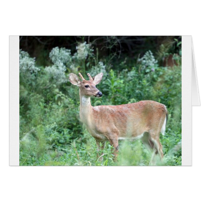 Whitetail Buck (Front Horizontal)