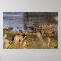 Whitetail Buck and Doe Poster