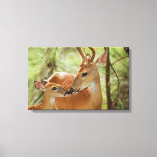 Whitetail Buck And Fawn Bonding Canvas Print