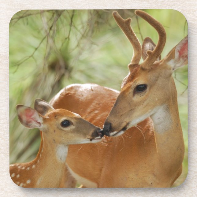Whitetail Buck And Fawn Bonding Coaster (Front)