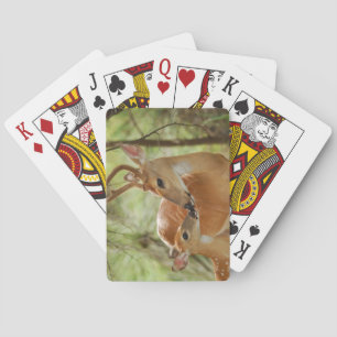 Whitetail Buck And Fawn Bonding Playing Cards