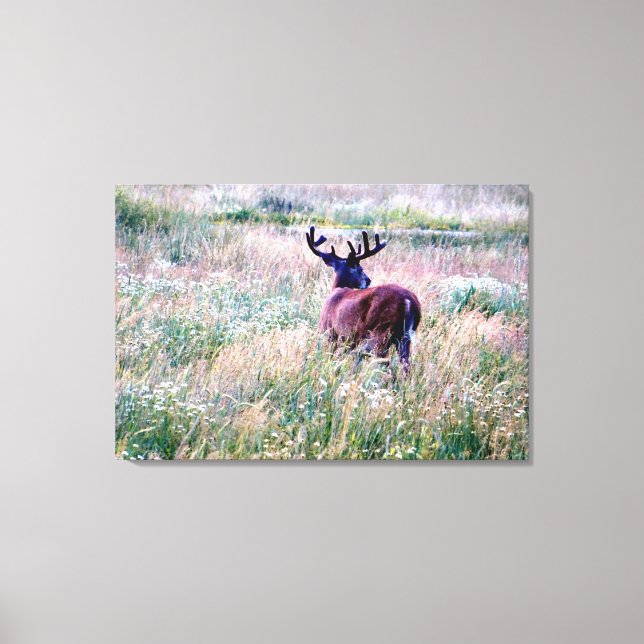 Whitetail Buck (Back) in  Summer Field Canvas Print (Front)