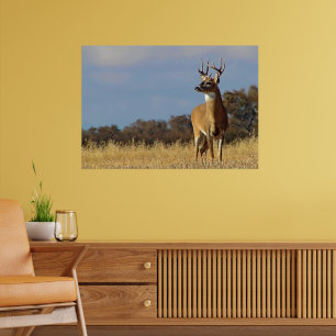 Whitetail Buck Framed Print