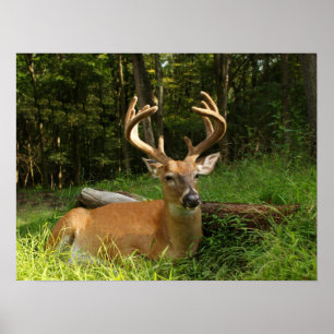 Whitetail Buck In Velvet 10 Point Poster