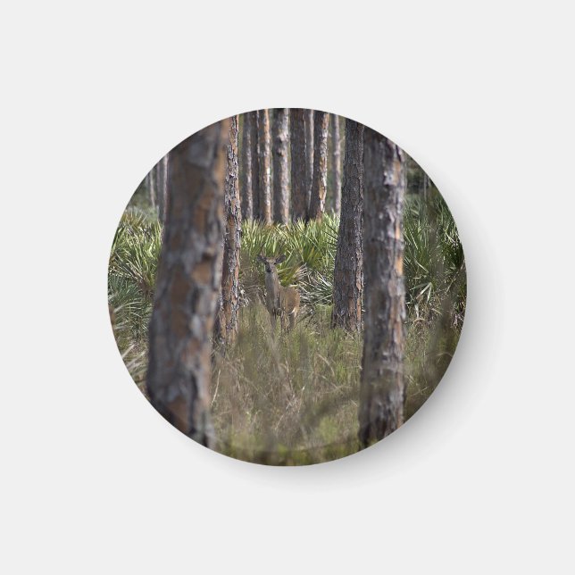 Whitetail Buck photo magnet (Front)