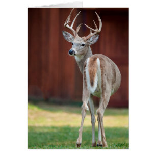 Whitetail Buck portrait, Missoula, Montana