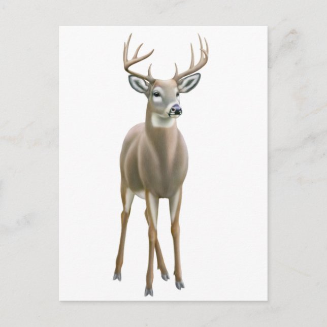 Whitetail Buck Postcard (Front)