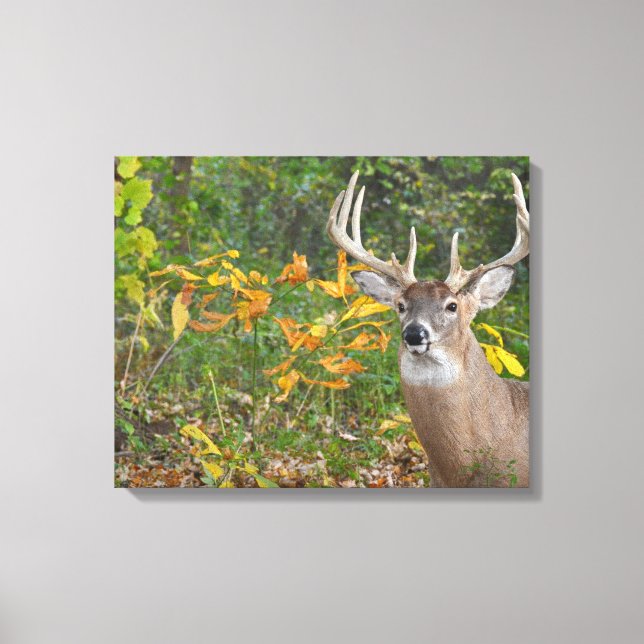 Whitetail Canvas Print (Front)