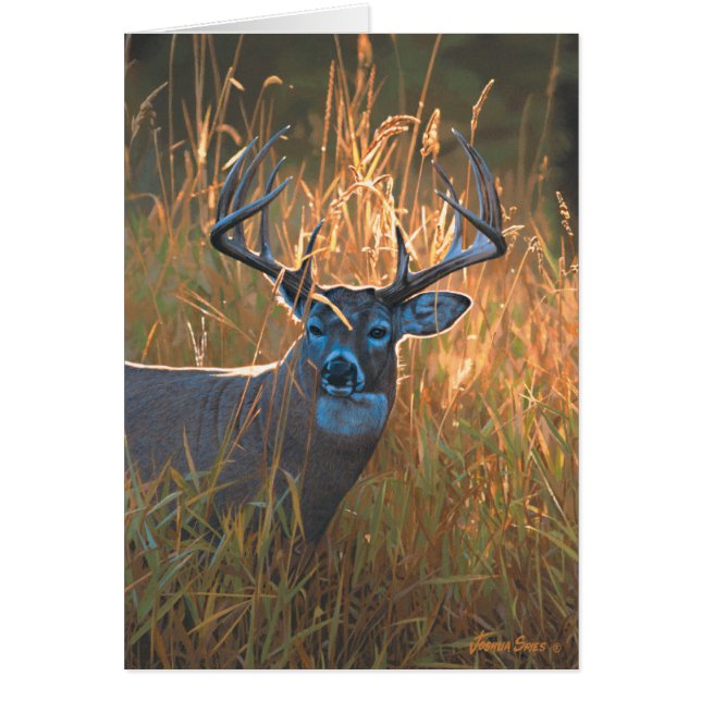 Whitetail Deer (Front)