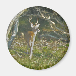 Whitetail Deer Buck OBX Magnet