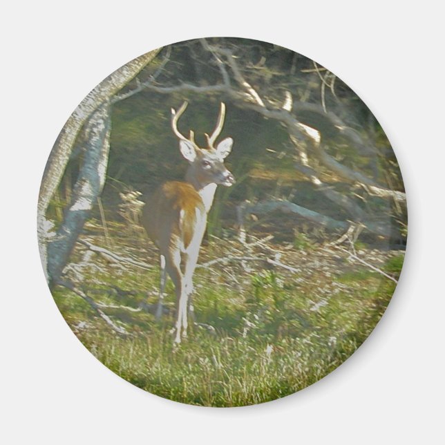 Whitetail Deer Buck OBX Magnet (Front)
