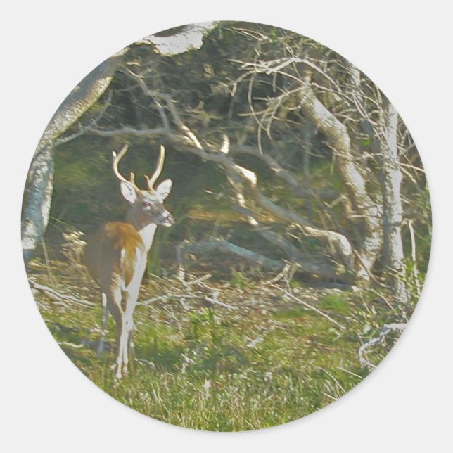 Whitetail Deer Buck OBX Stickers (Front)