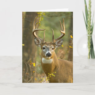 Whitetail Deer Buck Whitefish, Montana Card