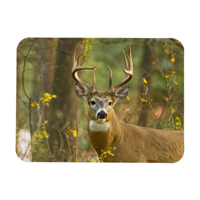 Whitetail Deer Buck | Whitefish, Montana Magnet (Horizontal)