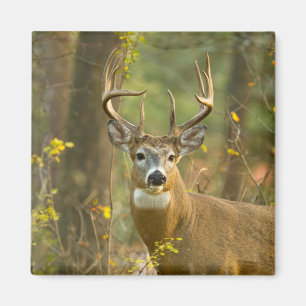 Whitetail Deer Buck Whitefish, Montana Magnet