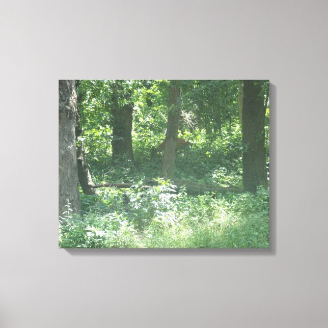 Whitetail deer canvas print (Front)