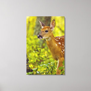Whitetail deer fawn in Whitefish, Montana, USA Canvas Print