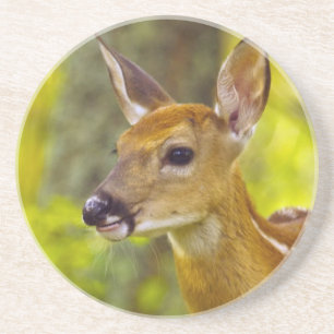 Whitetail deer fawn in Whitefish, Montana, USA Coaster