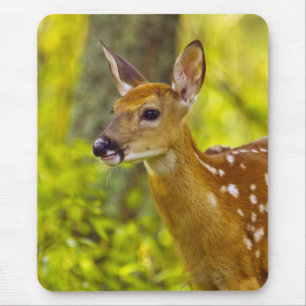 Whitetail deer fawn in Whitefish, Montana, USA Mouse Pad